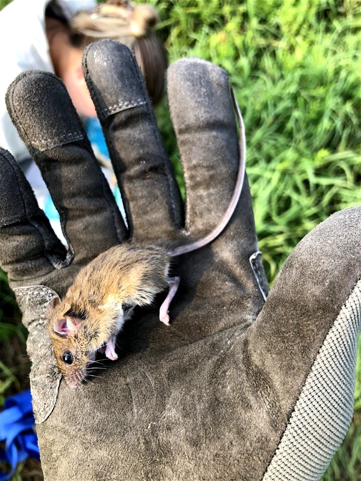 Fulvous harvest mouse