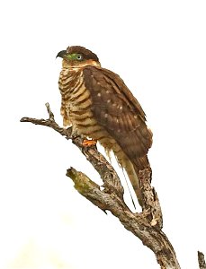 206 - HOOK-BILLED KITE (12-18-2022) bentsen rio grande state park, hidalgo co, tx -07