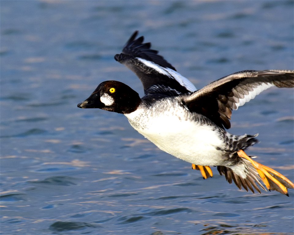 Common goldeneye at Seedskadee National Wildlife Refuge