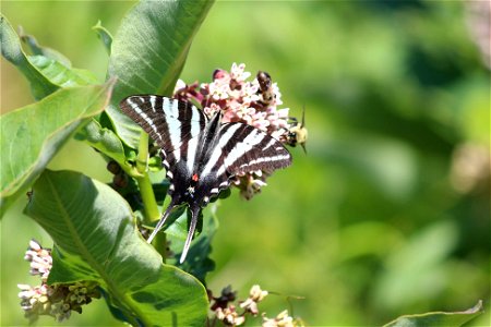 Zebra Swallowtail on Milkweed photo
