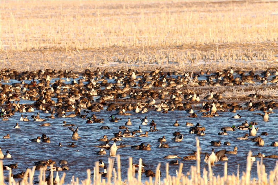 Spring Dabbling Ducks Huron Wetland Management District photo