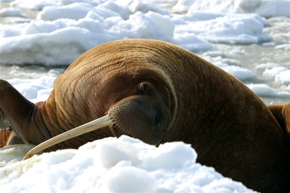 Walrus Cow Asleep on the Ice