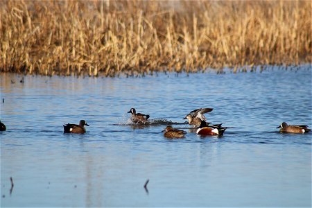 Blue-winged Teal & Northern Shoveler Owens Bay Lake Andes National Wildlife Refuge South Dakota