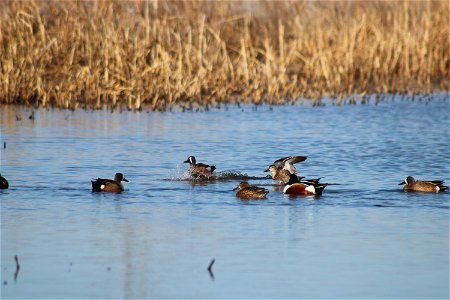 Blue-winged Teal & Northern Shoveler Owens Bay Lake Andes National Wildlife Refuge South Dakota photo