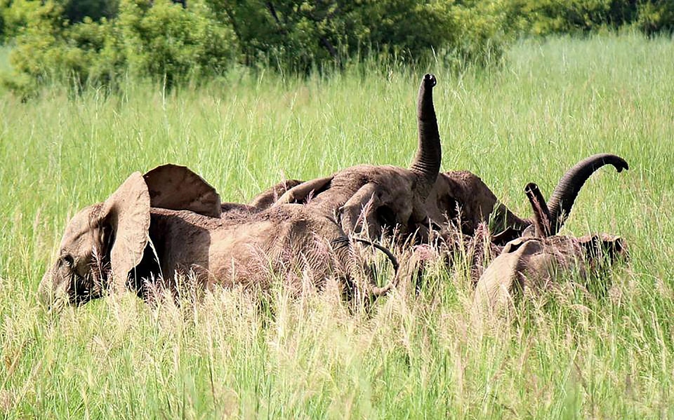 Wildlife mammals animals