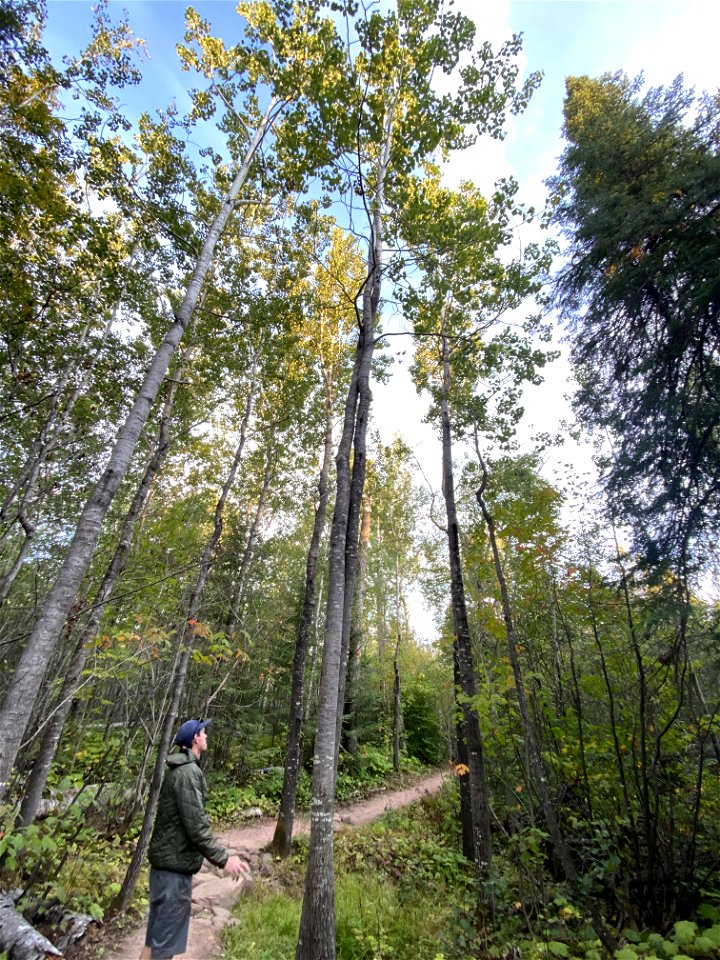 20220913-FS-Superior-JoannaGilkesonUSFS Pincushion Mountain Trail, Gunflint Ranger District