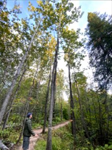 20220913-FS-Superior-JoannaGilkesonUSFS Pincushion Mountain Trail, Gunflint Ranger District photo