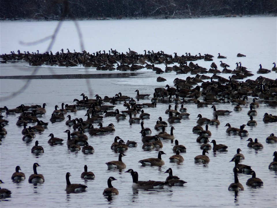 Waterfowl photo