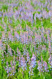 Lupines in Wisconsin. Jim Lutes/USFWS