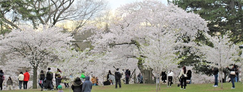Sakura - High Park photo