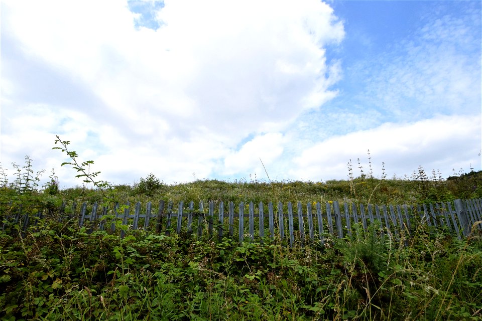 DSC_0493 (2)