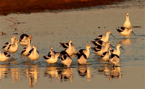 Fall Plumage American Avocets Huron Wetland Management District photo