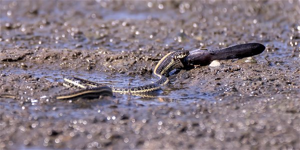 Garter Snake Eating a Paddlefish photo