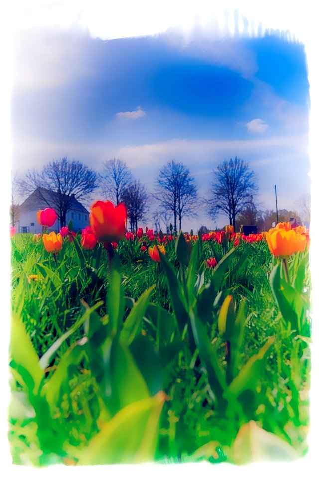 Tulip Field