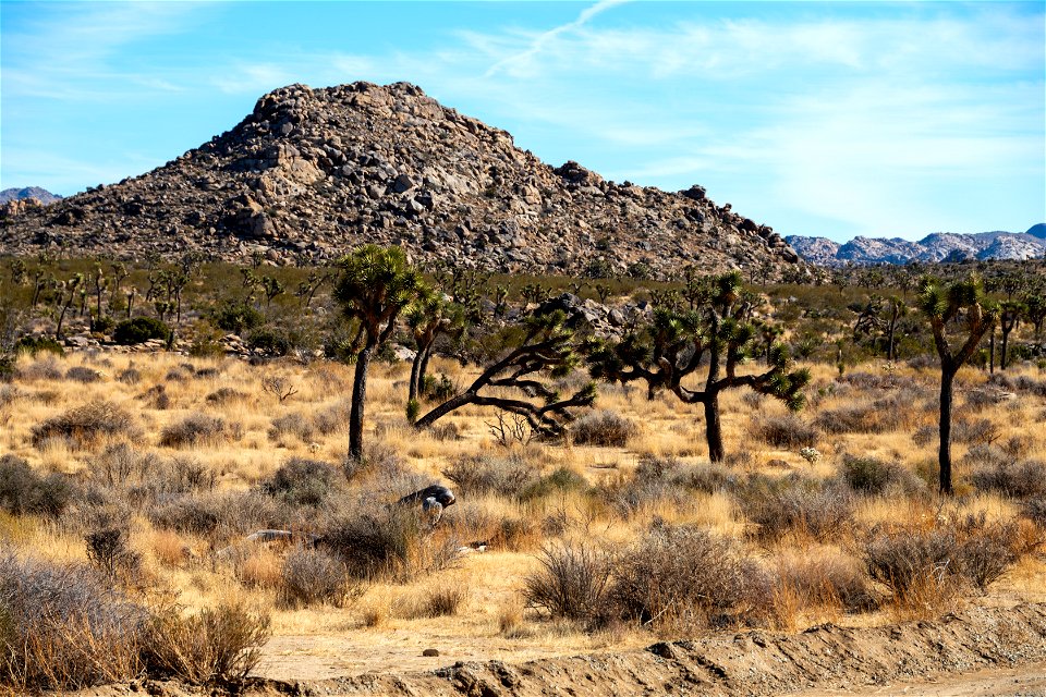 Joshua Tree National Park