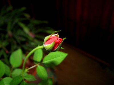 trandafir_mic2012_0408_184723