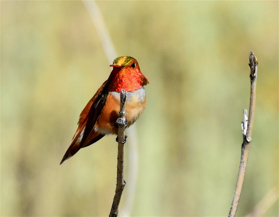 Rufous hummingbird at Seedskadee National Wildlife Refuge