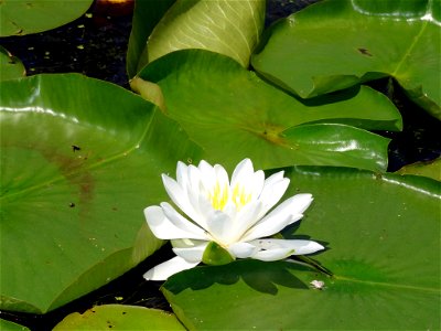 White Lily photo