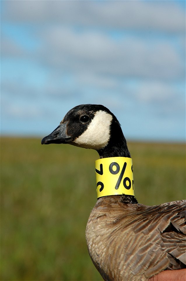 Collared photo