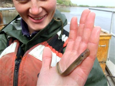 Chestnut Lamprey photo