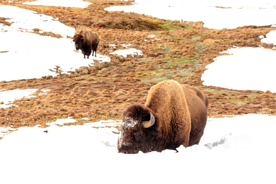 Bison feeding near Mud Volcano (2)
