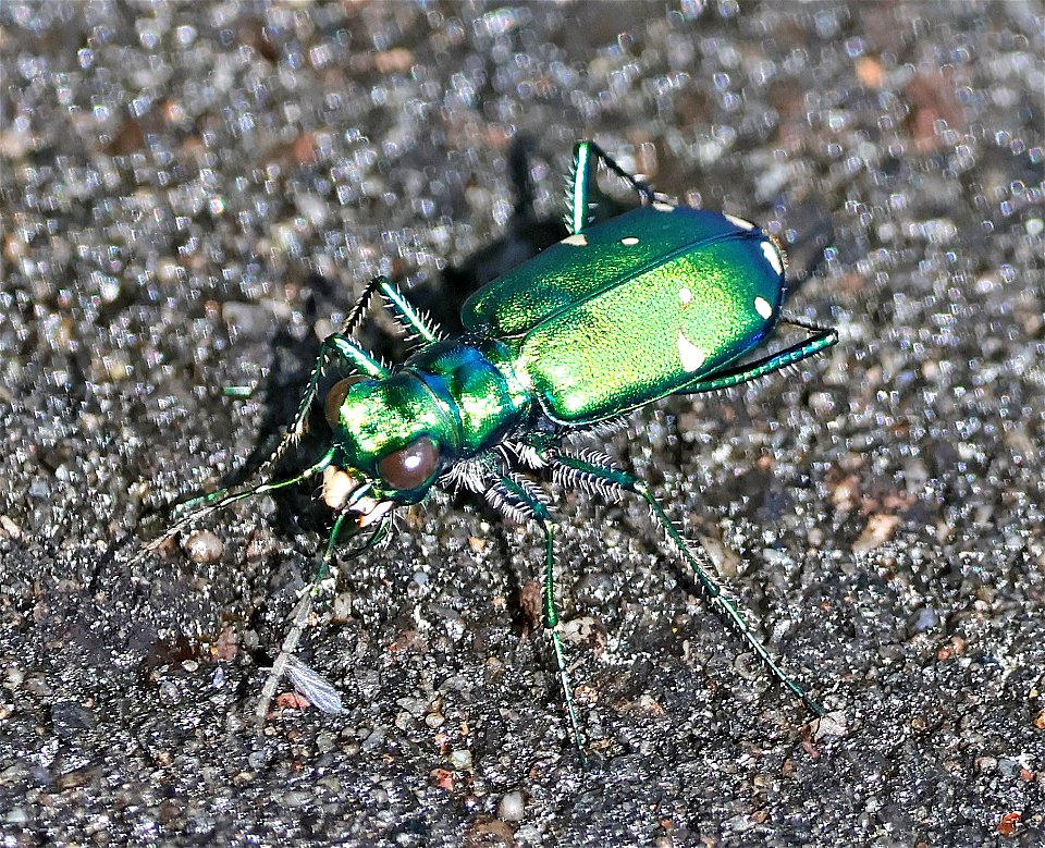 BEETLE, SIX-SPOTTED TIGER ( Cinindela sexguttata) (05-29-2023) alligator river nat wildlife refuge, dare co, nc -01