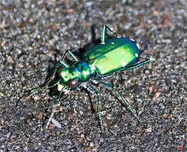 BEETLE, SIX-SPOTTED TIGER ( Cinindela sexguttata) (05-29-2023) alligator river nat wildlife refuge, dare co, nc -01 photo