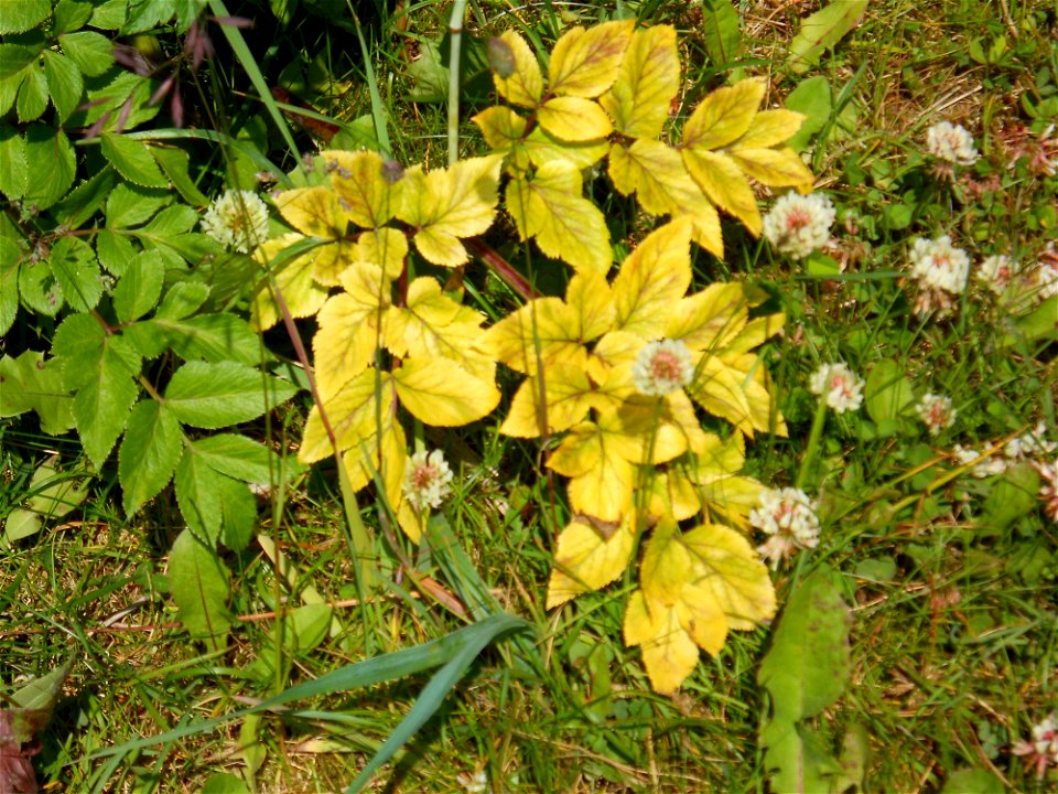 Clover Flowers and Yellow Leaves
