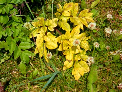 Clover Flowers and Yellow Leaves photo