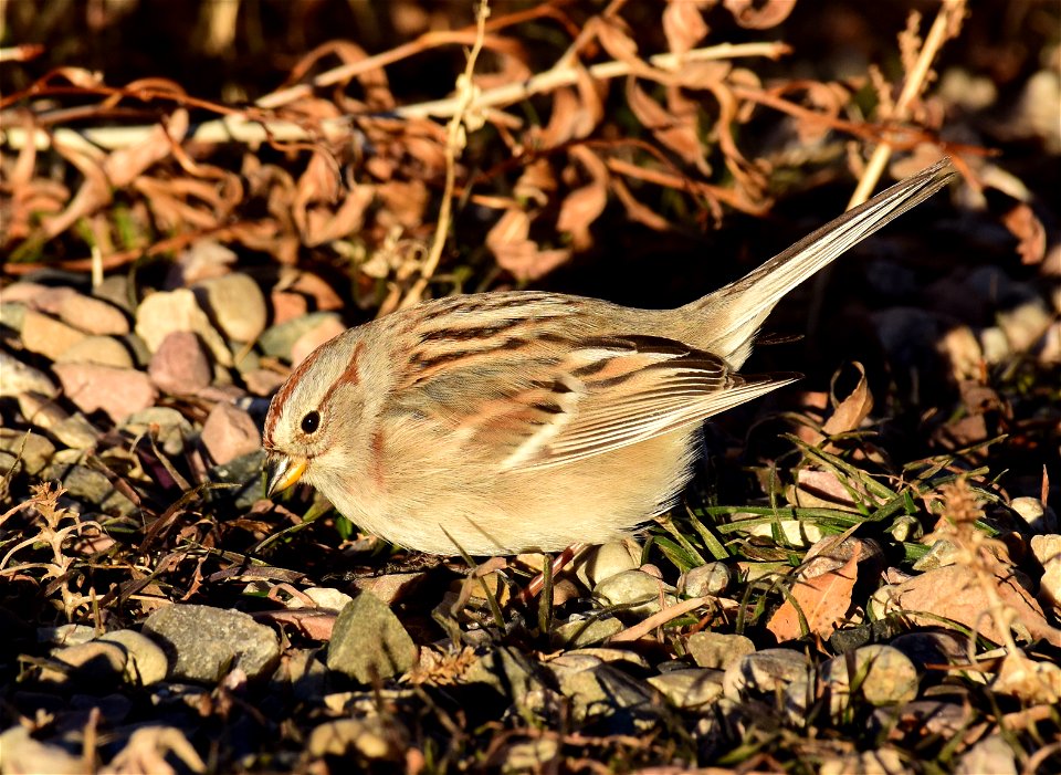 American tree sparrow at Seedskadee National Wildlife Refuge