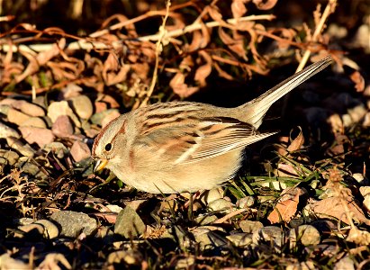 American tree sparrow at Seedskadee National Wildlife Refuge