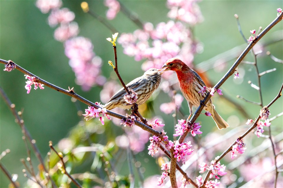 House Finch Pair photo