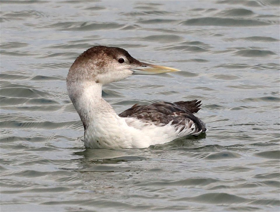 094 - YELLOW-BILLED LOON (10-20-2021) adult, harbor, crescent city, del morte co, ca  (2)
