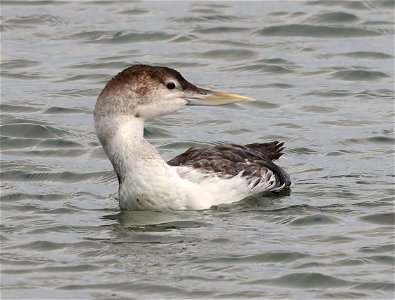094 - YELLOW-BILLED LOON (10-20-2021) adult, harbor, crescent city, del morte co, ca  (2)