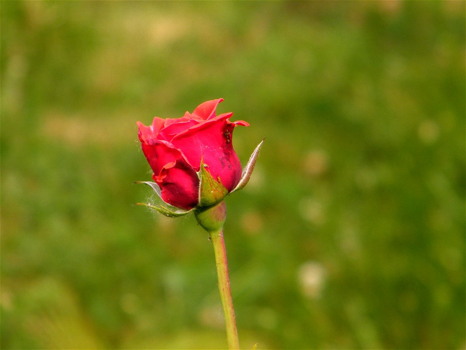 trandaf_rosu2011_0530_160904(1)