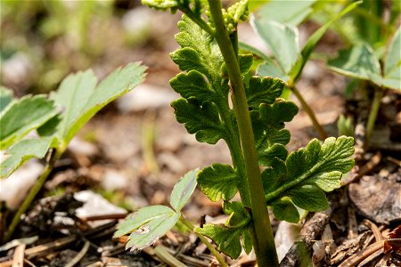 Botrychium pinnatum