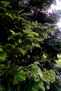 japanes_garden_rain_Herastrau (48)