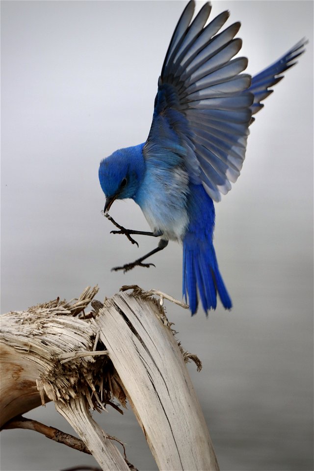 Mountain Bluebird