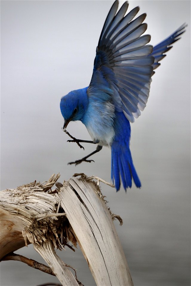 Mountain Bluebird photo