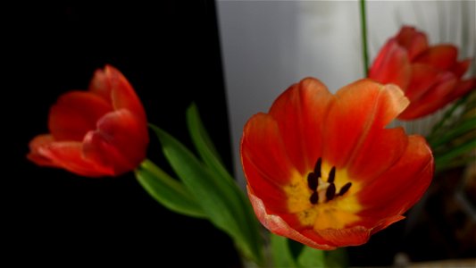 tulips_lalele-2023_0216_161404