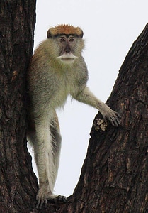 Wildlife mammal monkey photo