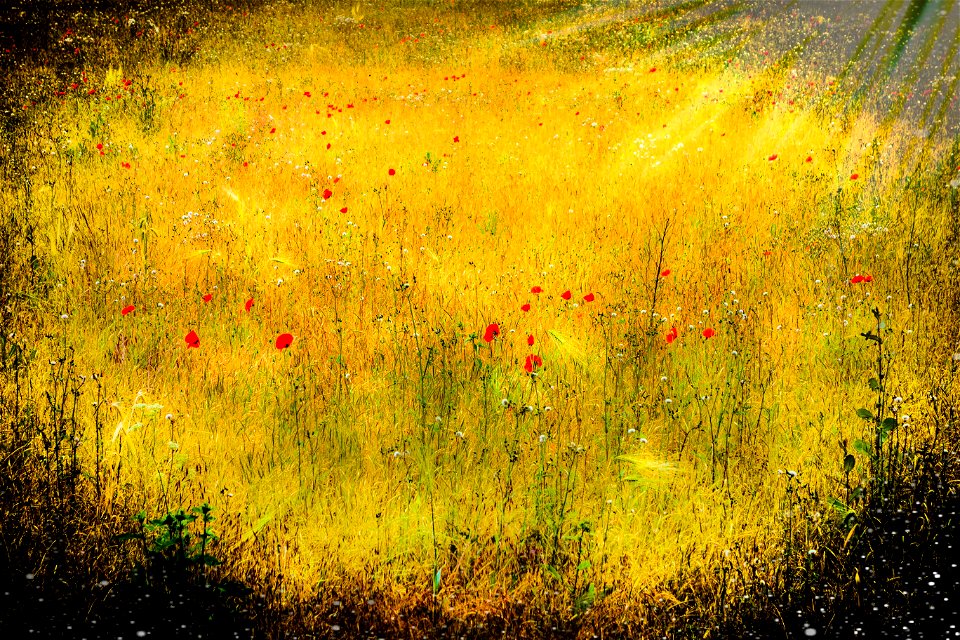The Poppy Field