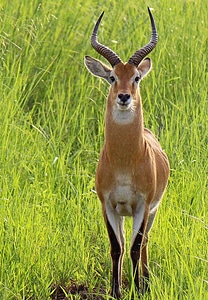 Wildlife mammal antelope