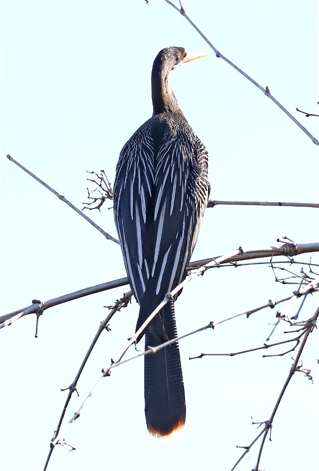 174 - ANHINGA (12-24-2021) u of texas brownsville campus, brownsville, cameron co, tx -01