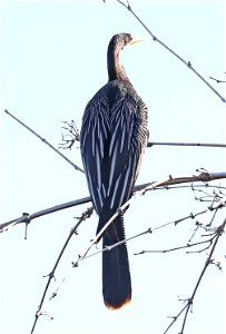174 - ANHINGA (12-24-2021) u of texas brownsville campus, brownsville, cameron co, tx -01