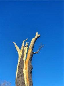 Museum Voorlinden, Giuseppe Penone