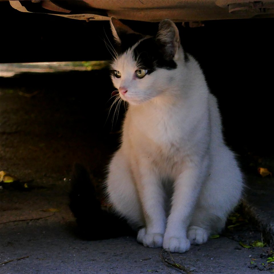 independent-cats_2017_0624_082551(1)
