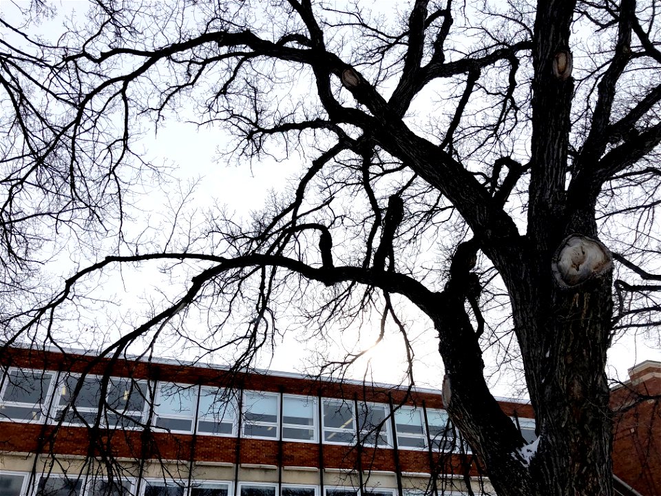 2022/365/48 Tree of Learning