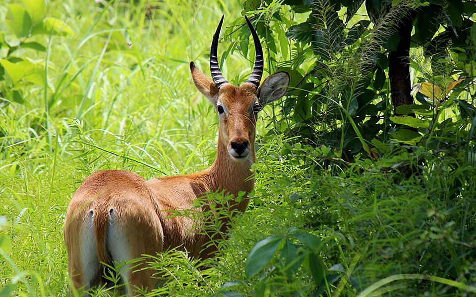 Wildlife mammal antelope