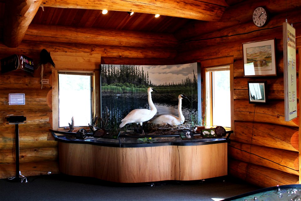Trumpet Swans Display